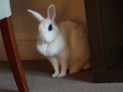 annethecatdetective:  thatfunnyblog:  this bunny is prettier than me  This bunny has mastered the art of perfect winged eyeliner. A bun femme fatale. She hopped into some bun PI’s office with fluff in all the right places. 
