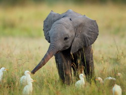  hello small feathered things i am a baby elephant it is nice to meet you may we shake noses? 