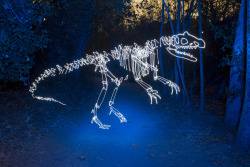 photojojo:  What’s better than light painting dinosaurs? So obviously we’re a little biased, but we can’t get enough of Darren Pearson’s Light Fossils set on Flickr. Extinct Animals Brought Back in Light Painting via Colossal