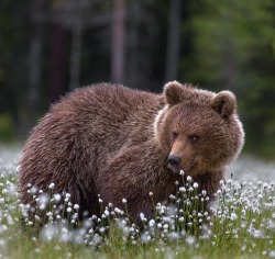 beautiful-wildlife:  Young Bear in Dandelions by Dmitry Arkhipov 