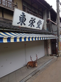 ezzoi:  rinjuu:  Nara, Japan  in naruto shikamaru has like a deer forest protection thing and he’s nara clan and now everythin makes sense wow fuck 