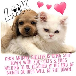 moon-cosmic-power:  This is gravely important, so if you could please reblog and share anywhere, it would help. Anyone interested in saving the life of an innocent animal, please go to Kern County Animal Shelter. They are being evicted, and have over