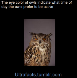 ultrafacts:  Orange eyes = active at dawn and duskDark brown or black eyes = active at nightYellow eyes = active in the day  (Fact Source) for more facts, follow Ultrafacts   