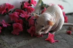 rats-enshrined:  &ldquo;stop to smell the flowers&rdquo; 