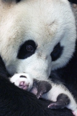 Sleep, little one (Panda Bear with cub)