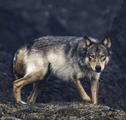 wolfsheart-blog:  Rain Wolf by C. Mittermeier in B. C., Canada 