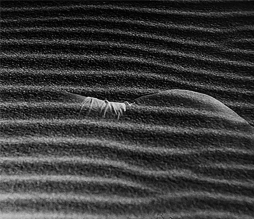 netals: Woman in the Dunes ‘砂の女’  1964 · dir. Hiroshi Teshigahara