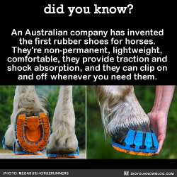did-you-kno: An Australian company has invented  the first rubber shoes for horses.  They’re non-permanent, lightweight,  comfortable, they provide traction and  shock absorption, and they can clip on  and off whenever you need them.   Source