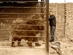 commonwealth-patriot:  explainguncontrolandsafespaces:  mudbloodedslytherin:  gifsboom:  Can you believe the size of this dog? Tibetan Mastiff. [video]  @waterboarding  @lastgunfighterballad  Tibetans are small people so they would ride these into battle