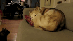 gifsboom:Cat gets comfortable on a husky bed.[video]