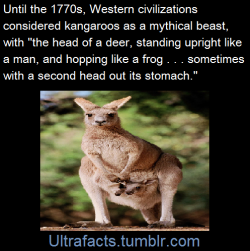 ultrafacts:  This description of the kangaroo from the early explorers led many back home to not take them too seriously for quite some time…until the first kangaroo to be seen in Europe was one shot by James Cook’s crew in 1770. Source Follow Ultrafacts