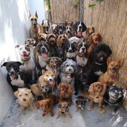 fatpikachu:tri-tone:cute-overload:Look at this pile of 30 dogs posing and looking straight at the camera.I can’t find the words to describe this  One word: squad