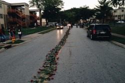 evaversteeg:   A line of roses lines the street where Michael Brown was shot  Do you remember Michael Brown? Or Ferguson? The whole uprising after a black young man was shot ten times for a very minor crime? That his body was left at the spot for hours