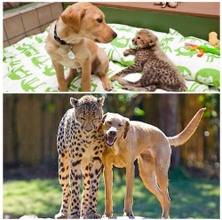 cuteanimalspics:  Cheetah and a pup are BFFs