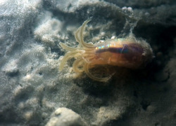 laboratoryequipment:  Worm Community Affecting Methane Release in OceanScientists at Oregon State Univ. have discovered a super-charged methane seep in the ocean off New Zealand that has created its own unique food web, resulting in much more methane