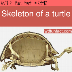 wtf-fun-factss:  Picture of a skelton of a turtle - WTF fun facts