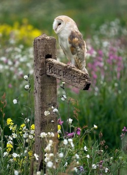 feather-haired:  Barn owl at rest by  AngiNelson 