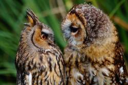 owl love~ &lt;3