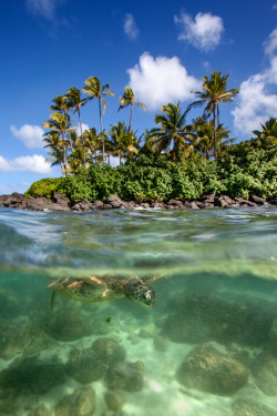 flowerling:  Green Sea Turtle - North Shore (Oahu), Hawaii (by James R.D. Scott)