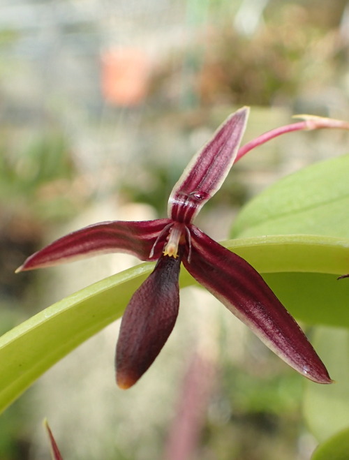 orchid-a-day:  Bulbophyllum microrhombosSyn.: Hapalochilus microrhombosAugust 7, 2020 
