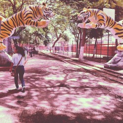 #tigres #zoologico #yucatan