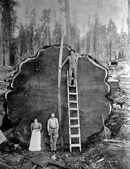 Sequoia Mark Twain, 1892. C'était le nom d'un séquoia géant âgé de 1300 ans, qui a été abattu par des bûcherons lorsque le parc national de Kings Canyon a décidé de faire une exposition. Des bûcherons locaux ont reçu l'ordre de couper l’arbre