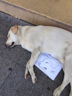 posts-that-only-suck-a-little: someone drew a portrait of this sleeping dog and gave it to him. amazing.