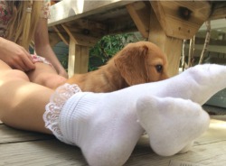 flowury:the puppy was hiding behind greers frilly socks   So lovely pic , love it !