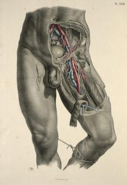 Dissection of the pelvis, groin and thigh to show the iliac and femoral vessels. From ‘Surgical Anatomy’ by Maclise, Joseph, 1856.