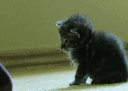 captainofasunkensailboat:  dreanning:  ageless-aislynn:  Boop to turn off kitten.  STOP YOU CANT DONT THIS TO ME  Omg 