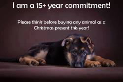 acti-veg:  sentientpeace:  I am not a commodity but a member of the family with a deep connection .  Adopt, don’t buy. NEVER I’ve an animal as a “present.” 