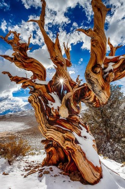 tree-whisper: odditiesoflife:  The Ancient Ones:  Oldest Living Organisms on Earth  The trees of the Ancient Bristlecone Pine Forest, in the White Mountains near Bishop, California, are the oldest living recorded organisms on Earth. Many of the trees