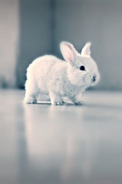 Almost scrolled by this without reblogging. What? I love bunnies. I want one just like this