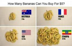 shadesofremembrance:  anisaknows:  onlyblackgirl:  thefuzzydave:  I have no idea what to do with this information  Where in the USA Yall getting that many bananas for ŭ?  ^^^^ what Im saying!  ^^ where do the lies end???
