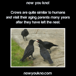 fangirling-so-hard-rn:  nowyoukno:  Now You Know (Source)  Crows are scaryThey use tools Can be taught to speak (like parrots) Have huge brains for birds like seriously their brain-to-body size ratio is equal to that of a chimpanzee They vocalize anger,