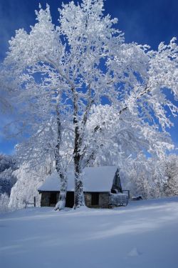 ollebosse:    Winter white  