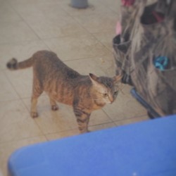 Cat At SS2 Food Court, 6/5/14  #vsco #vscocam #cats #catart #photography #art (at SS2 Medan Selera)