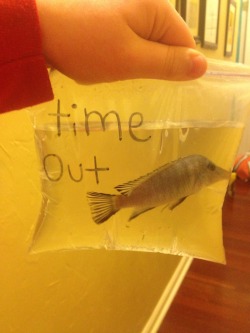 coolestbloginamerica:   I put my fish in time out because he kept trying to eat my other fish.  I hope that little fucker learned his lesson   Lol.