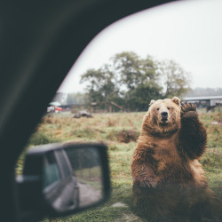 andthenthentherewerenone:  bohicabill:  Good morning, Tumblrs. 🐻 😀☕️🌞  Morning Folks.  Cause everyone needs a bear wave Monday morning