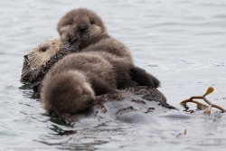 wired:  For several days this week, these two tiny sea otter siblings were floating around on their mom’s belly in Morro Bay, in central California. Alternately nursing and being groomed, or occasionally floating beside her, the little furballs are