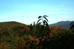 creative-owlette:  The last of my “autumn in New Hampshire 2013” photos 