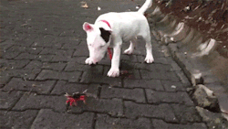 beautifulkink:  fencehopping:  Bull terrier puppy vs. crab   Giggles