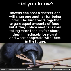 oceanicsteam:  soft-communism:  bitterpunktrash:  gender-identity-crisis:  did-you-kno:  In an experiment, two ravens had to simultaneously pull the two ends of one rope to slide a platform with two pieces of cheese into reach. If only one of them pulled,
