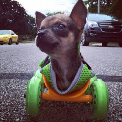 sannnsteeezy:  cubebreaker:  TurboRoo, a chihuahua born without its front legs, was given a 3D printed cart made by San Diego firm 3dyn so he could train to be a service dog for disabled children.   Bro nice wheels
