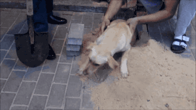 carnival-phantasm: pinkfantasy:  modernjudgementarcana:   pinkfantasy:  modernjudgementarcana:   wayneradiotv:  this dog walked on stage during a biden rally and joe had his campaign team bury and seal the dog underground with bricks. this is SO fucked
