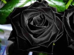  odditiesoflife: The Black Rose of Turkey Turkish Halfeti Roses are incredibly rare. They are shaped just like regular roses, but their color sets them apart. These roses are so black, you’d think someone spray-painted them. But that’s actually their