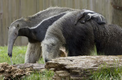 end0skeletal-undead:  Cyrano the Giant Anteater PupPhoto credit: Mehgan Murphy, Smithsonian’s National ZooGiant anteater pups will ride on their mother’s back until they become independent at around 9 or 10 months of age.