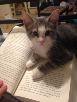This is Erie demanding to be pet, by stopping my reading of Jack Sparrow’s tale.