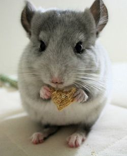 A chinchilla eating cereal.  Just 2 give u a reason 2 smile 2day \( ^_^ )/