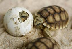 bvddhist:  effervescentvibes:  psykedelix:  labrownrecluse:  awwww-cute:  Baby turtles hatching  Hes not even done hatching from his egg and he already looks done with the world  “5 more minutes”  ☾ good vibes here ॐ  organic // spiritual // hippie